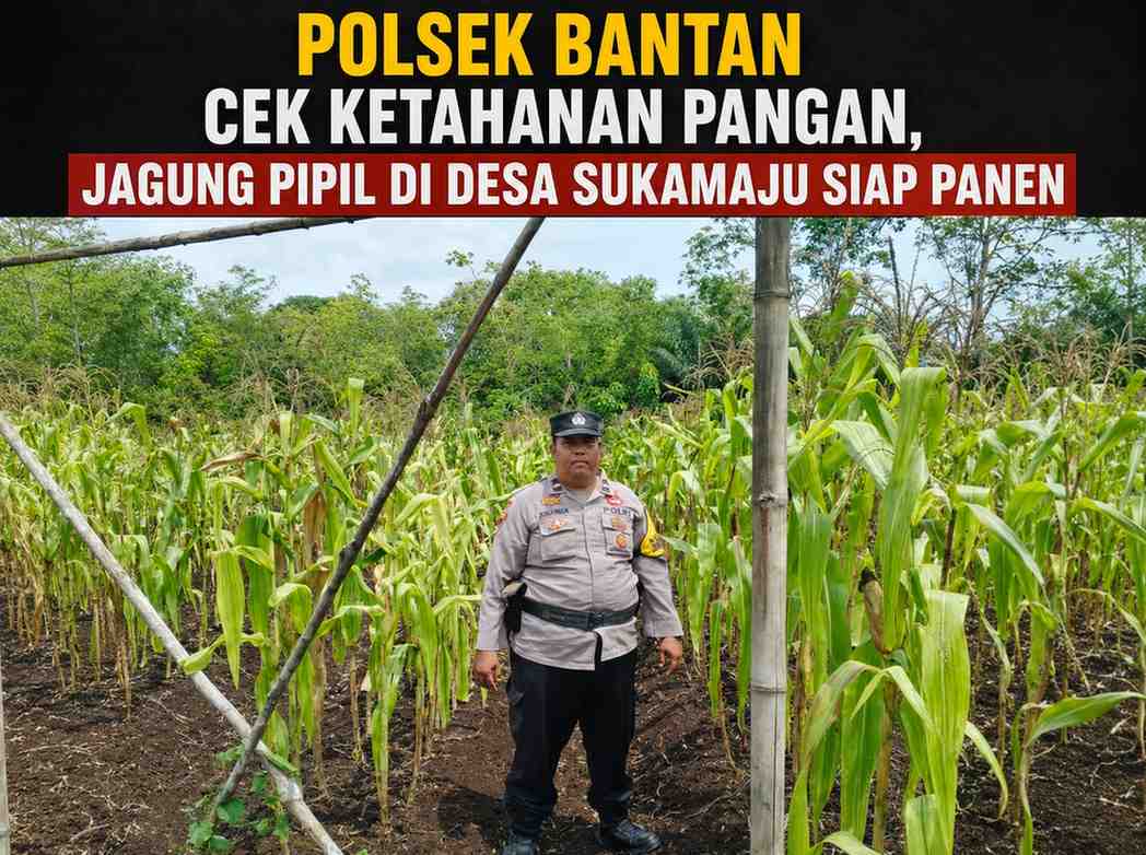 Polsek Bantan Cek Ketahanan Pangan, Jagung Pipil di Desa Sukamaju Siap Panen