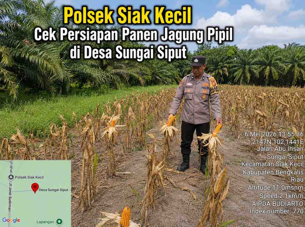 Polsek Siak Kecil Cek Persiapan Panen Jagung Pipil di Desa Sungai Siput