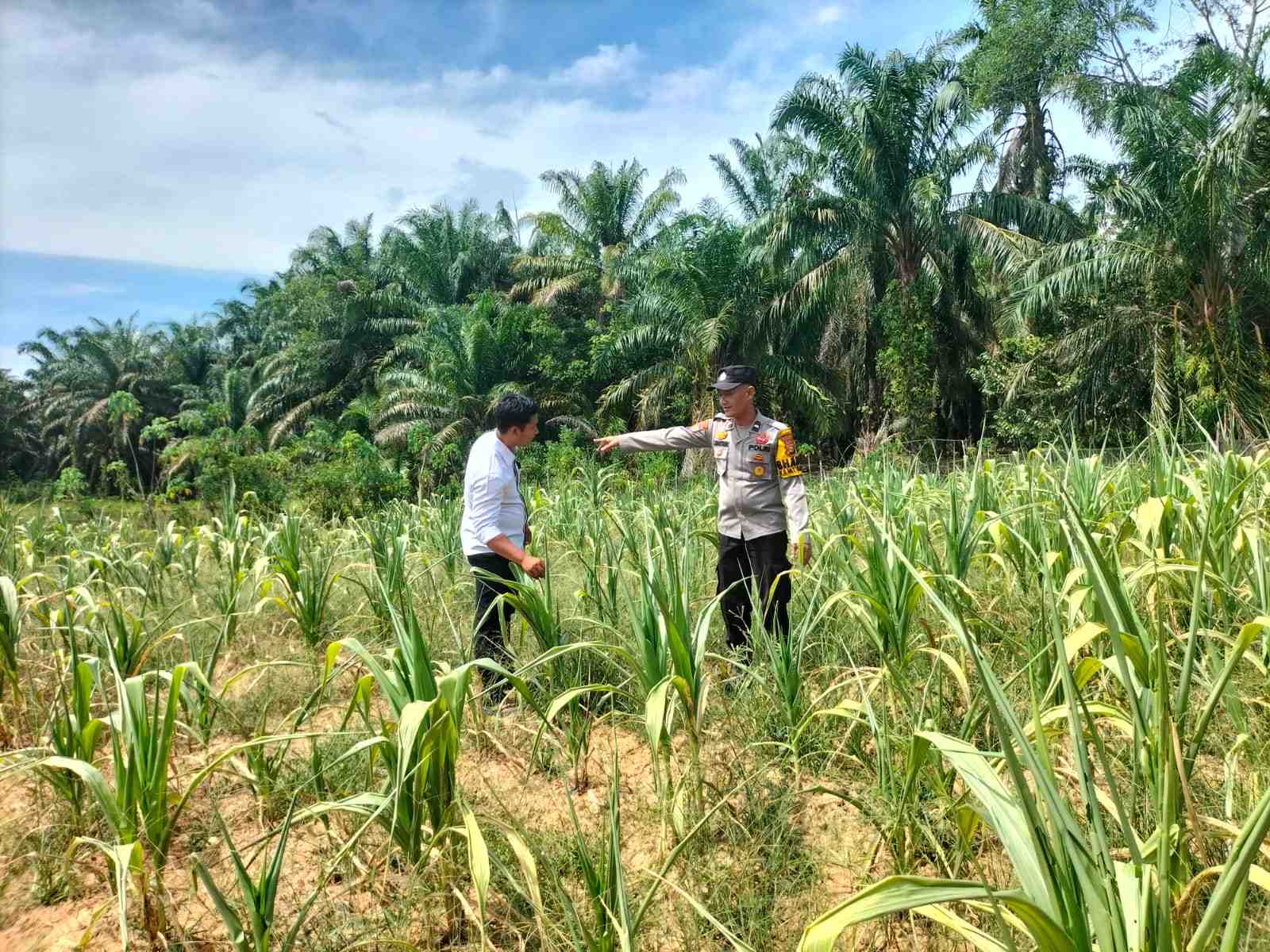 Polsek Tandun Bersama Warga Desa Dayo, Perawatan Jagung Pipil Program Ketahanan Pangan Nasional