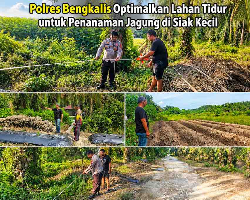 Polres Bengkalis Optimalkan Lahan Tidur untuk Penanaman Jagung di Siak Kecil