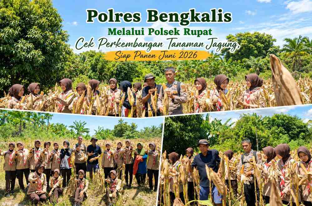 Polres Bengkalis Melalui Polsek Rupat Cek Perkembangan Tanaman Jagung, Siap Panen Juni 2026