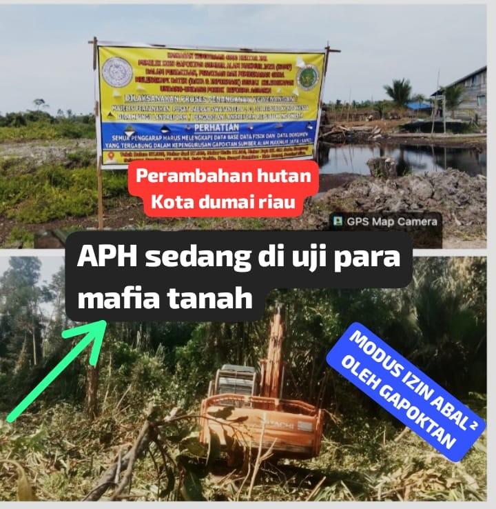 Jejak Mafia Tanah di Hutan Negara Dumai: Ribuan Hektare Kawasan Sei Sembilan Diduga Beralih Jadi Kebun Sawit