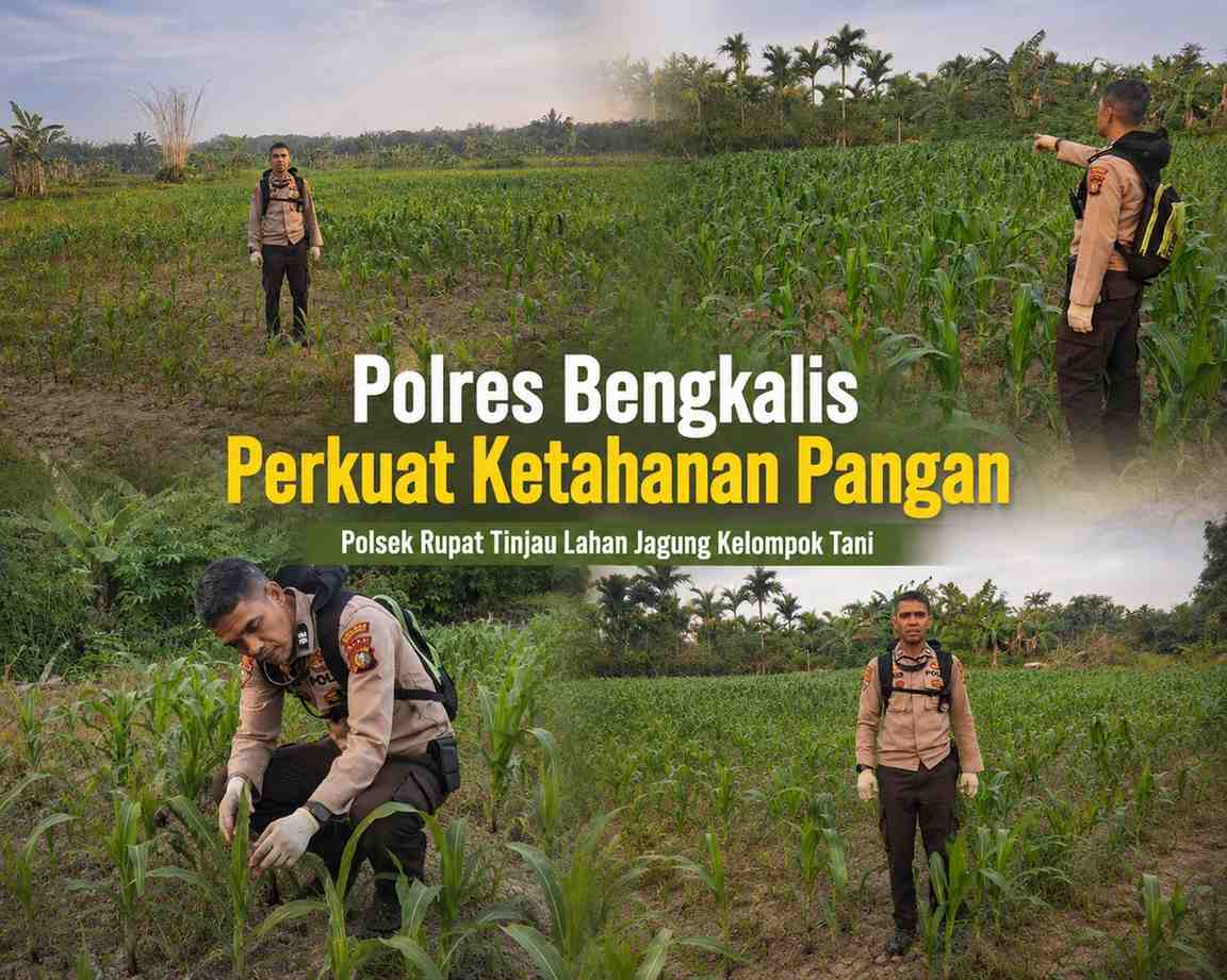 Polres Bengkalis Perkuat Ketahanan Pangan, Polsek Rupat Tinjau Lahan Jagung Kelompok Tani