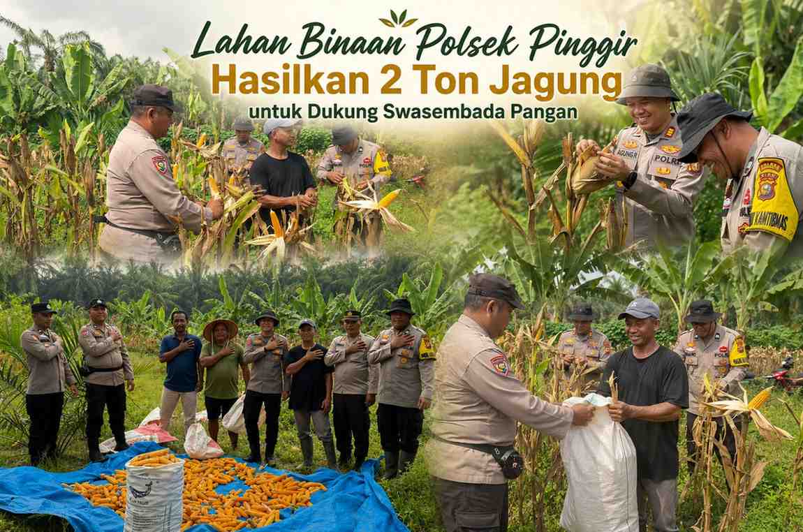 Lahan Binaan Polsek Pinggir Hasilkan 2 Ton Jagung untuk Dukung Swasembada Pangan