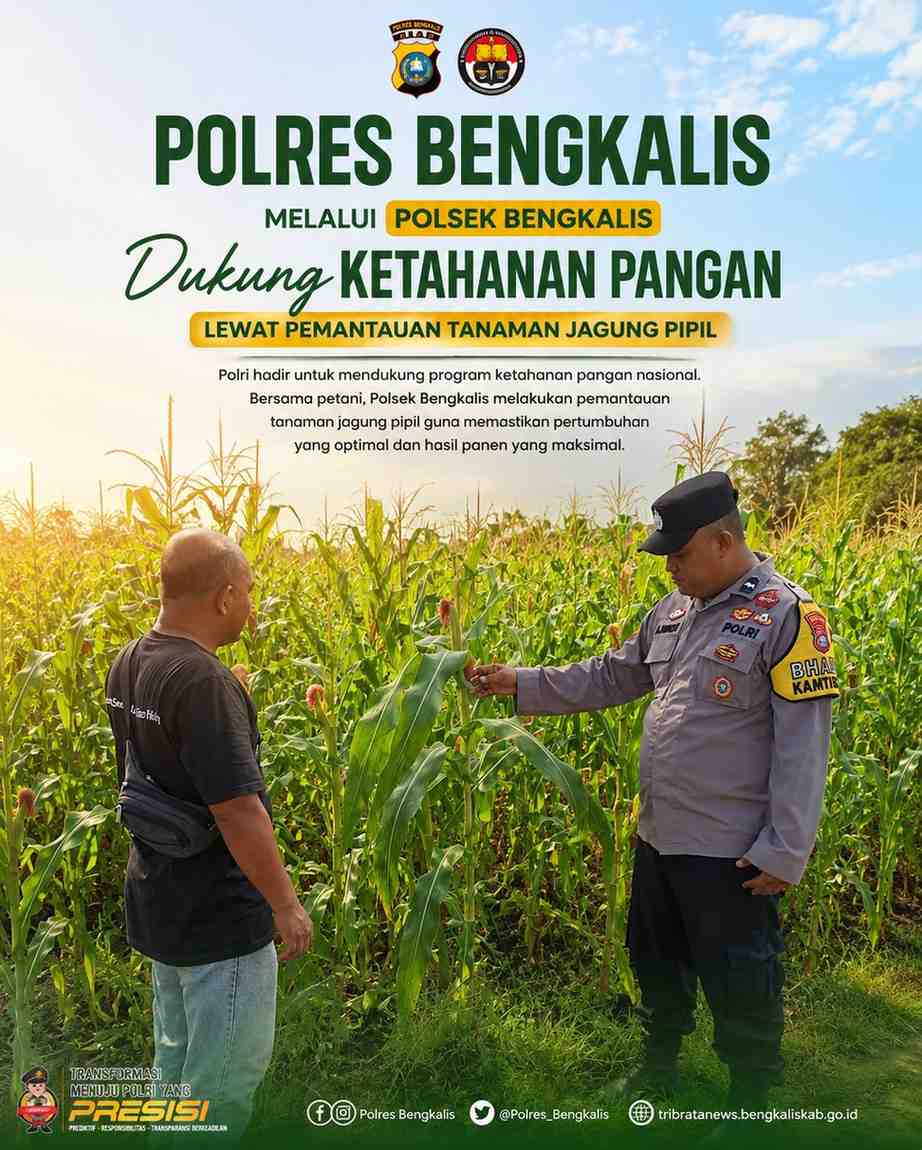 Polres Bengkalis Melalui Polsek Bengkalis Dukung Ketahanan Pangan Lewat Pemantauan Tanaman Jagung Pipil