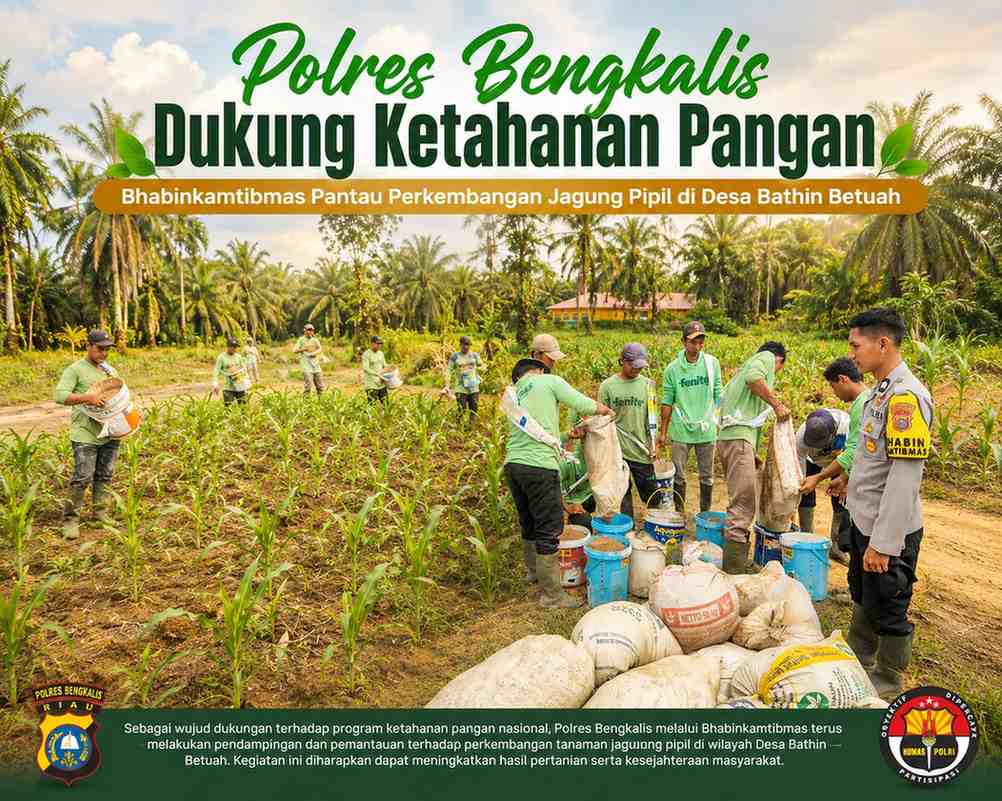 Polres Bengkalis Dukung Ketahanan Pangan, Bhabinkamtibmas Pantau Perkembangan Jagung Pipil di Desa Bathin Betuah