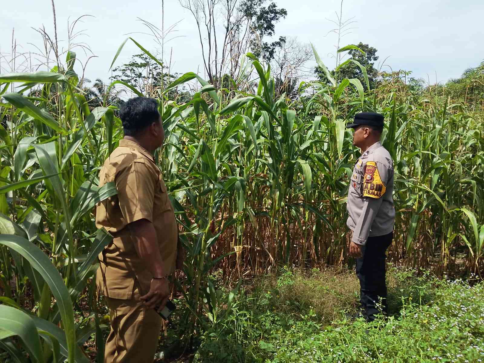 Perkuat Produksi Jagung Daerah, Polsek Tandun Dukung Target Swasembada Pangan Nasional