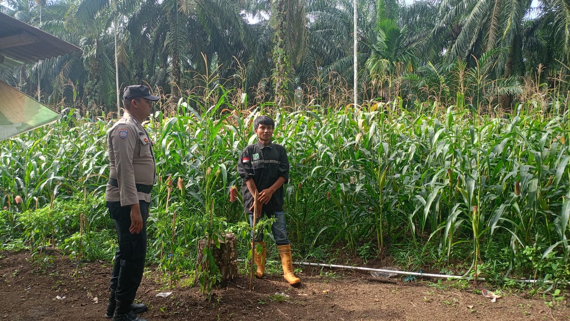 Perkuat Ketahanan Pangan Nasional, Polsek Tandun Dorong Pertanian Modern Berbasis Benih Unggul