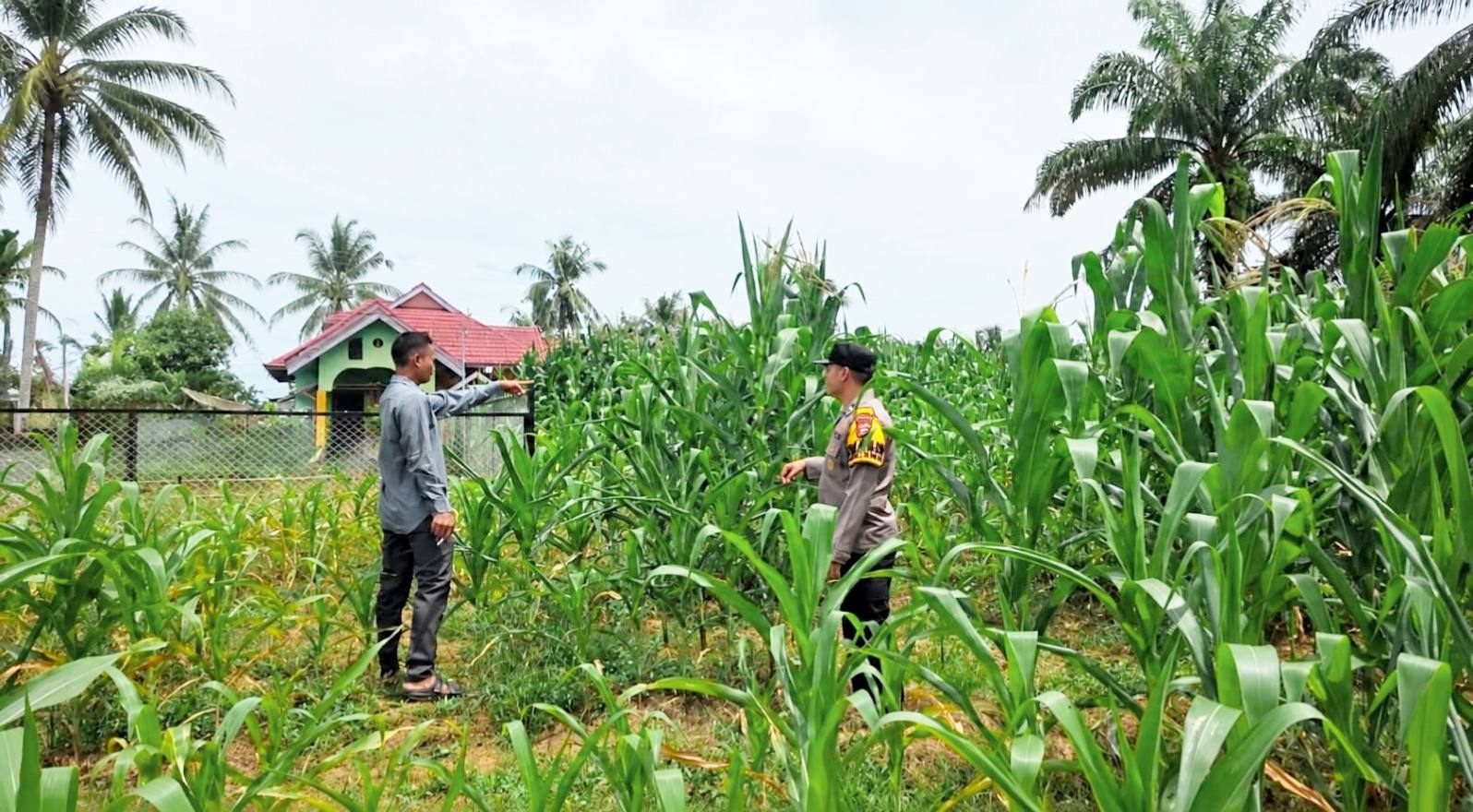Ketahanan Pangan Nasional, Polsek Tandun Monitoring Pertumbuhan Jagung di Tapung Jaya