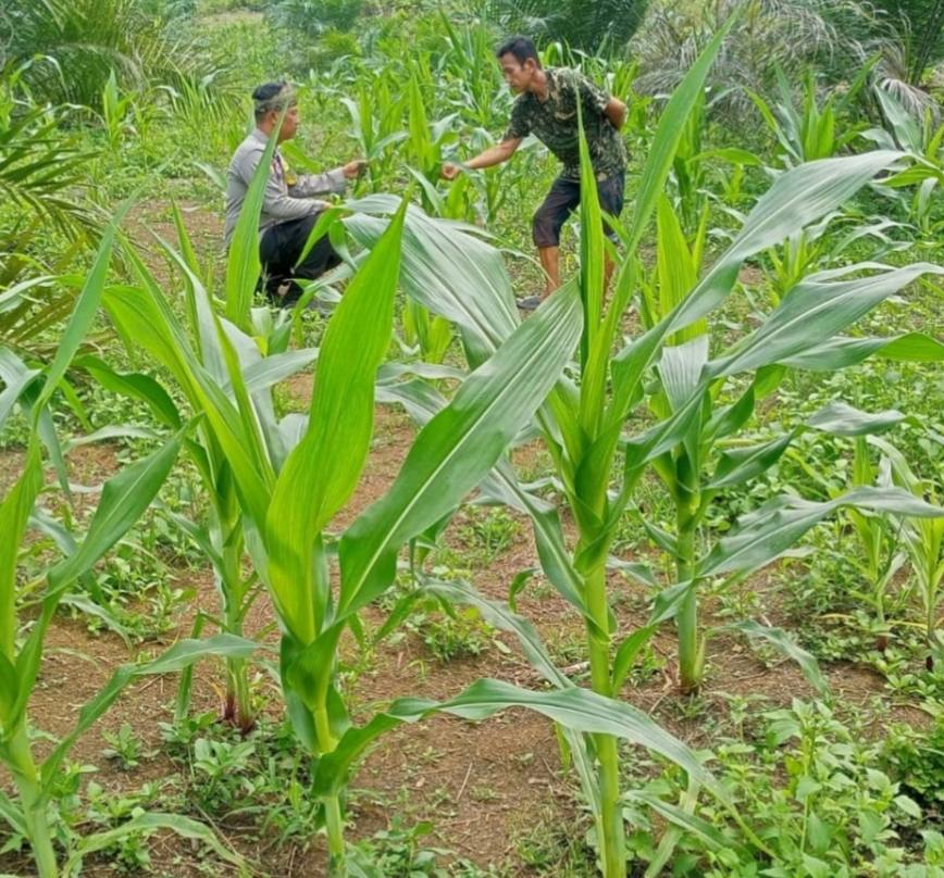 Komitmen Dukung Swasembada Pangan, Polsek Tandun Kawal Budidaya Jagung hingga Panen
