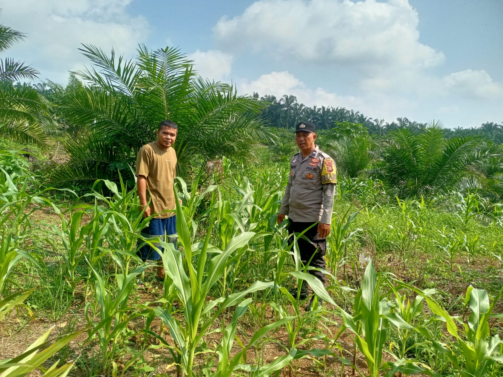 Polsek Tandun Laksanakan Pengecekan Jagung Pipil, Dukung Ketahanan Pangan Nasional di Desa Puo Raya