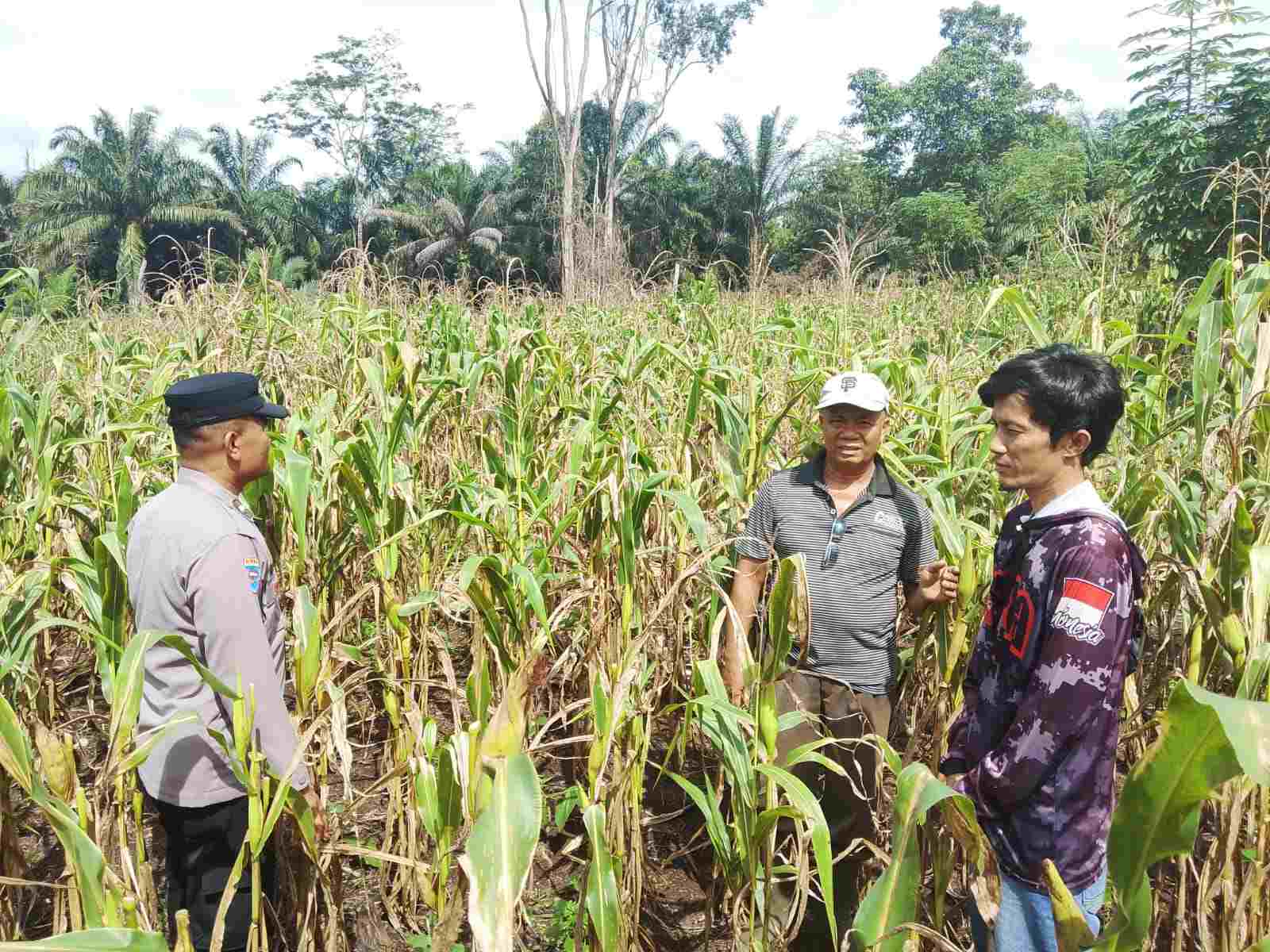 Dukung Program Presiden, Polsek Tandun Intensif Awasi Budidaya Jagung Pipil