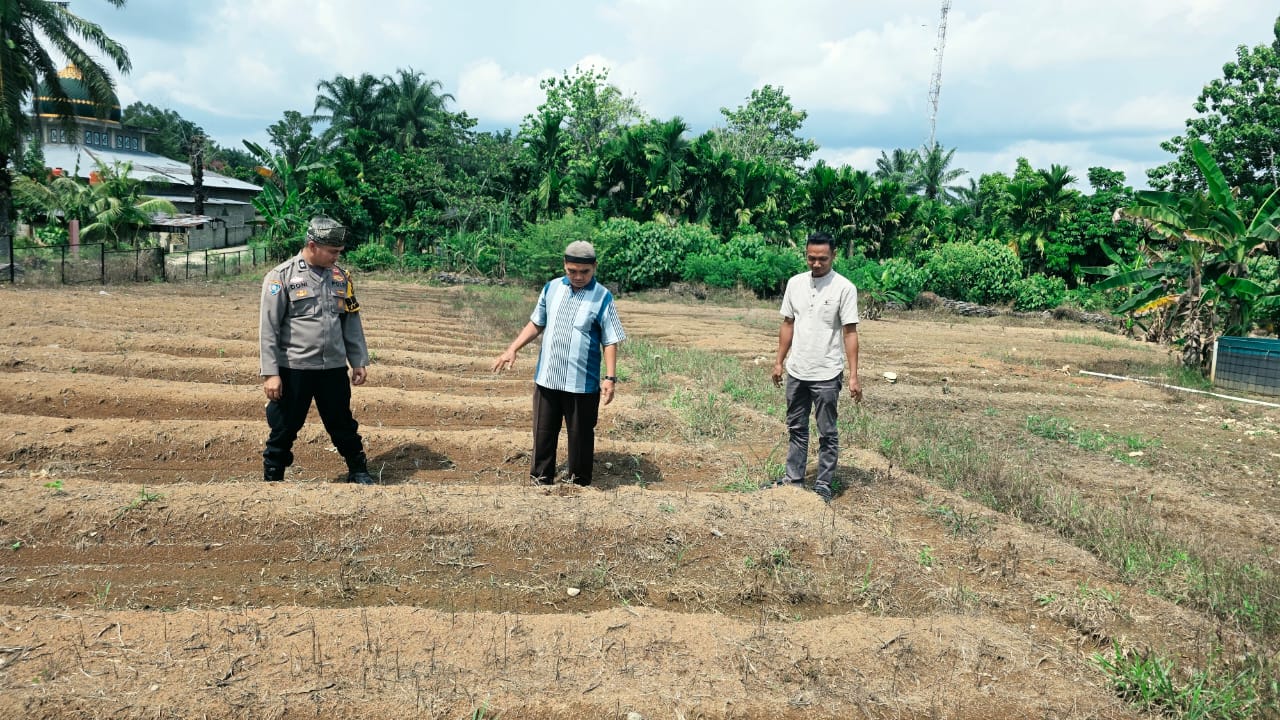 Dukung Penanaman Serentak Kuartal III, Polsek Tandun Pastikan Lahan Jagung  Siap Tanam